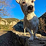 dog, white_dog, outdoor, nature, stone_wall, mountains, blue_sky, sunlight, animal, pet, curious, close_up, snout, ears, paws, daytime, tree, shadow, landscape, canine