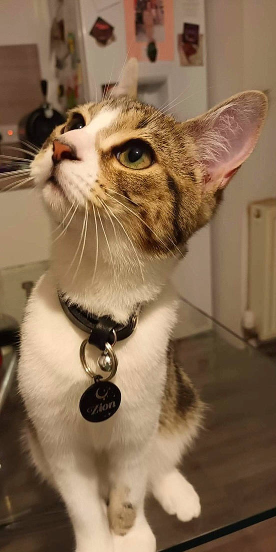 Zion is registered to the contest to win money with this photo: carnivore, cat, collar, dog_collar, domestic_short_haired_cat, eyelash, felidae, fur, iris, leash, pet_supply, small_to_medium_sized_cats, snout, terrestrial_animal, whiskers, window