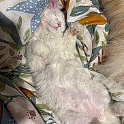 Alaska a rejoint le concours — aidez-le/la à gagner de superbes lots ! kitten, cat, sleeping, fluffy, white_fur, pink_nose, paws, blanket, patterned_fabric, cozy, resting, cute, indoor, pet, fur, animal, relaxed, closeup, soft, companion