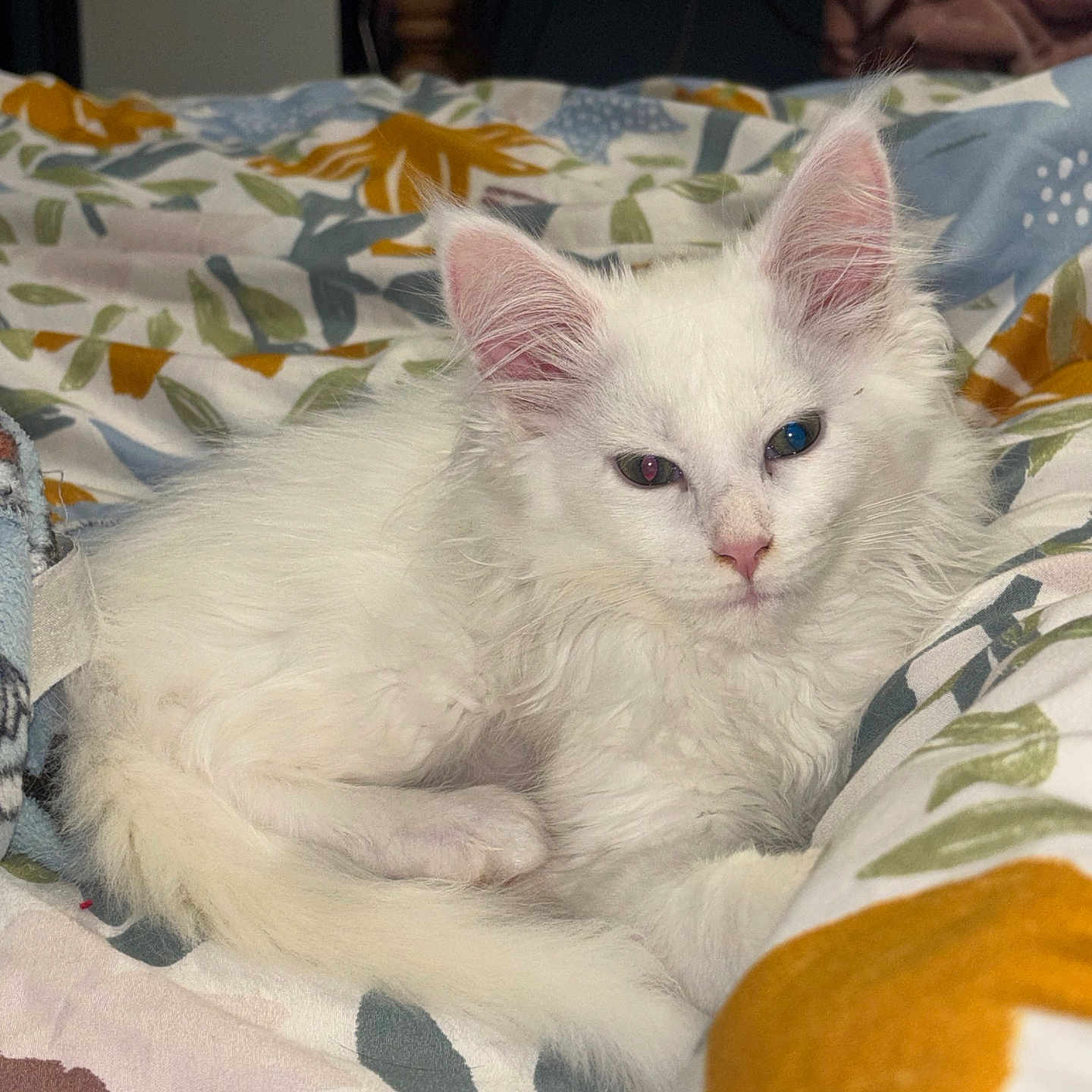Alaska a rejoint le concours — aidez-le/la à gagner de superbes lots ! cat, kitten, white_fur, heterochromia, blue_eye, green_eye, pet, animal, bed, blanket, fluffy, indoor, resting, cute, young_cat, feline, soft, cozy, lying_down, domestic_animal