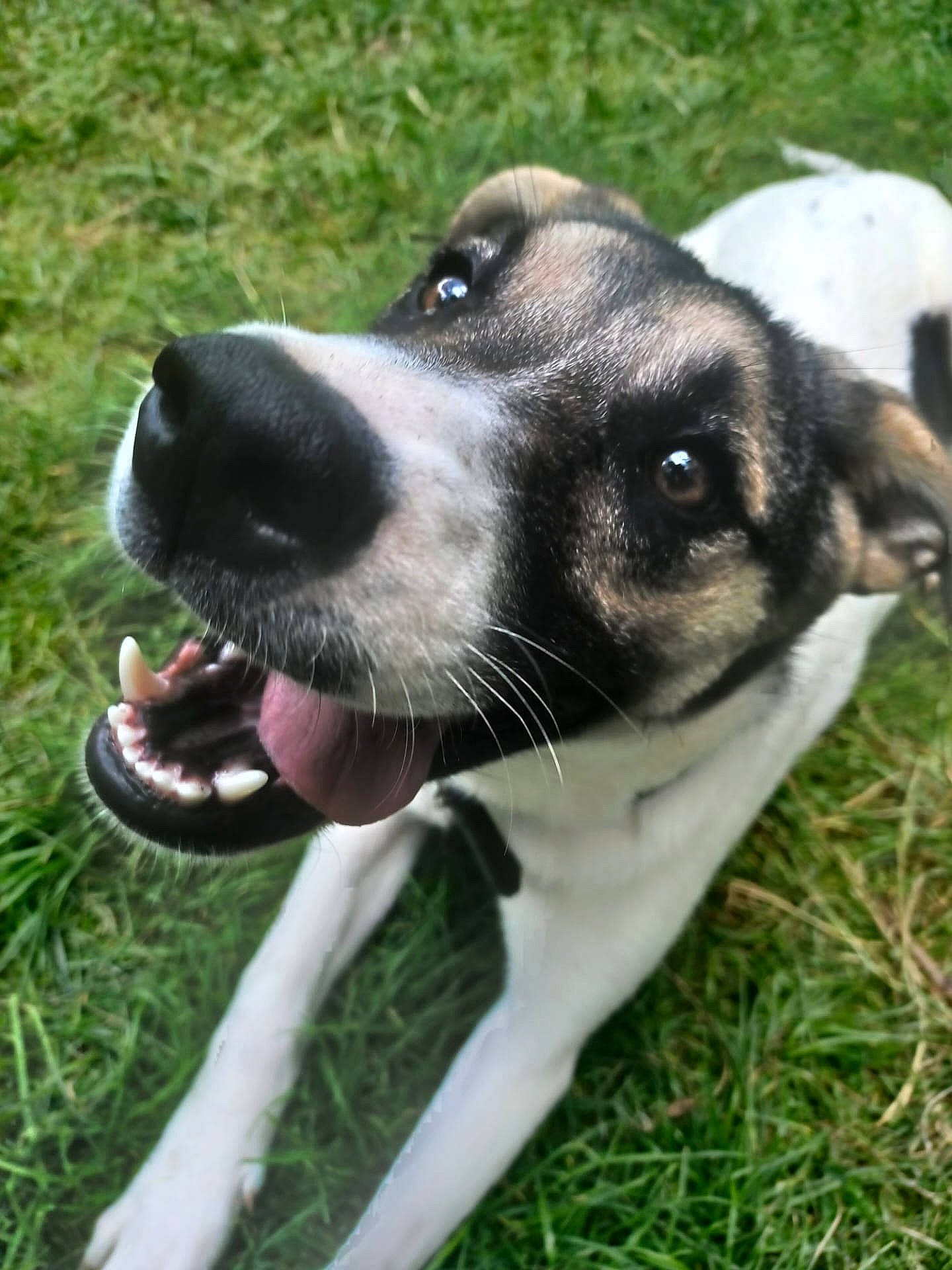 Nala a rejoint le concours — aidez-le/la à gagner de superbes lots ! ancient_dog_breeds, canidae, carnivore, collar, companion_dog, dog, dog_breed, dog_collar, fawn, fur, grass, hunting_dog, plant, snout, sporting_group, street_dog, whiskers, working_animal, working_dog