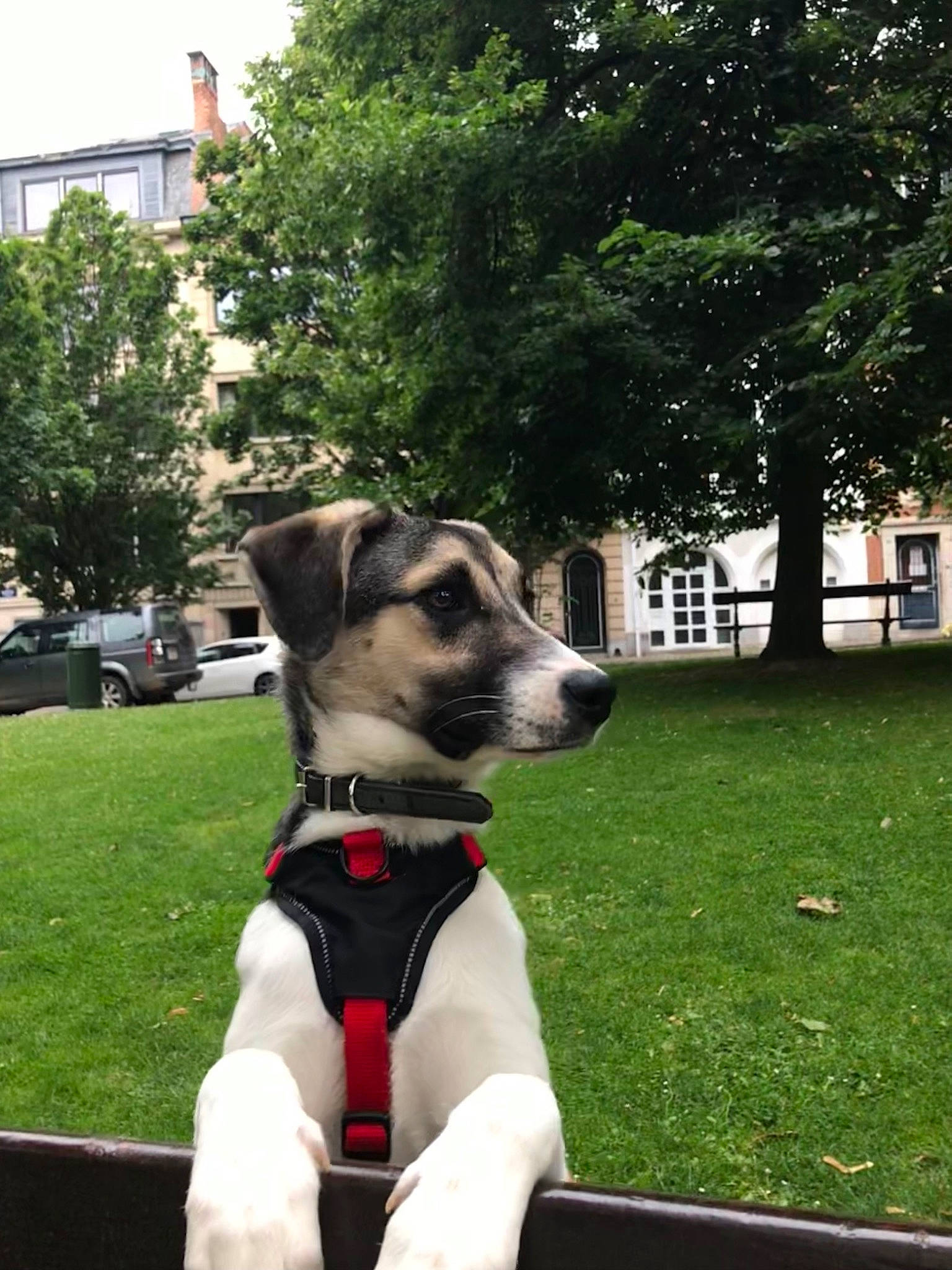 Nala a rejoint le concours — aidez-le/la à gagner de superbes lots ! canidae, carnivore, collar, companion_dog, dog, dog_breed, dog_collar, dog_supply, fawn, grass, leash, pet_supply, plant, sighthound, snout, sporting_group, tire, tree, whiskers, working_animal