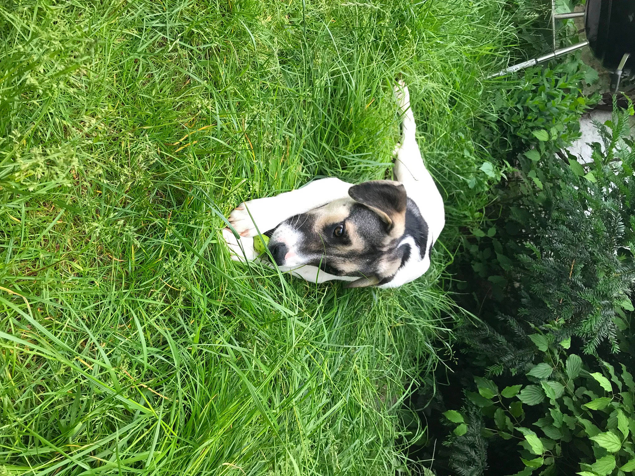 Nala a rejoint le concours — aidez-le/la à gagner de superbes lots ! canidae, carnivore, companion_dog, dog, dog_breed, fawn, felidae, garden, grass, grass_family, grassland, groundcover, lawn, pasture, plant, shrub, sporting_group, tail, terrestrial_animal, yard