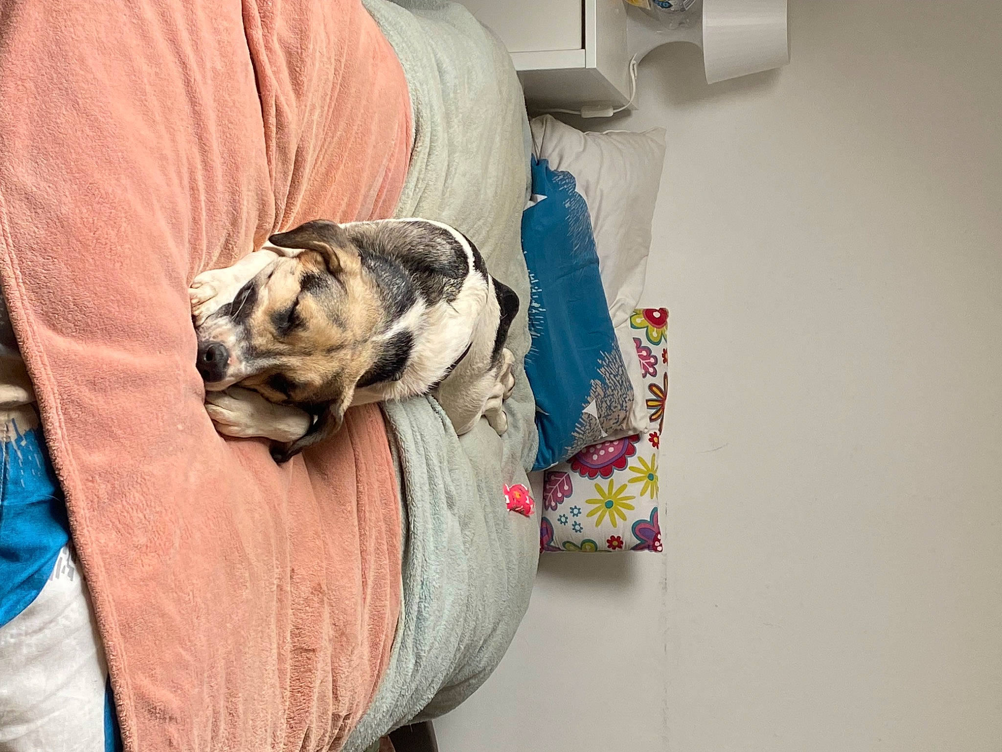 Nala a rejoint le concours — aidez-le/la à gagner de superbes lots ! canidae, carnivore, comfort, companion_dog, couch, dog, dog_breed, fawn, fur, linens, paper_towel, pattern, sleeve, sporting_group, t_shirt, toy_dog, wood, wool, working_animal, wrinkle