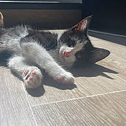 Simba a rejoint le concours — aidez-le/la à gagner de superbes lots ! animal, black_and_white, cat, cute, ears, floor, fur, indoors, kitten, lying_down, natural_light, paws, pet, pink_paw_pads, portrait, relaxed, sunlight, whiskers, window, wood_floor