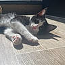 animal, black_and_white, cat, cute, ears, floor, fur, indoors, kitten, lying_down, natural_light, paws, pet, pink_paw_pads, portrait, relaxed, sunlight, whiskers, window, wood_floor