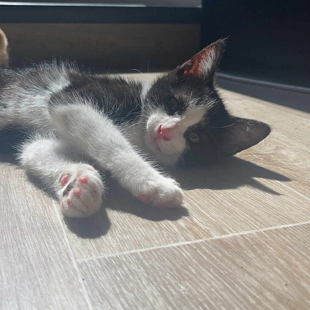 Simba
