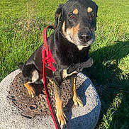 Olaf a rejoint le concours — aidez-le/la à gagner de superbes lots ! dog, black_and_tan, harness, leash, manhole_cover, concrete, grass, outdoor, sunlight, shadow, pet, canine, sitting, alert, nature, greenery, daytime, animal, closeup, portrait