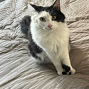 Prince a rejoint le concours — aidez-le/la à gagner de superbes lots ! cat, black_and_white, fluffy, bed, bedding, indoor, pet, animal, cute, fur, whiskers, ears, paws, looking, sitting, relaxed, domestic, cozy, home, portrait