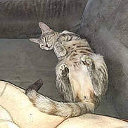 Twixi a rejoint le concours — aidez-le/la à gagner de superbes lots ! cat, tabby, resting, couch, indoor, feline, relaxed, pet, fur, blanket, living_room, sleepy, animal, paw, tail, cozy, domestic, gray, striped, household