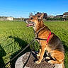 dog, canine, pet, animal, outdoor, grass, field, sunlight, harness, leash, concrete, manhole_cover, happy, sitting, daytime, nature, blue_sky, rural, summer, smiling