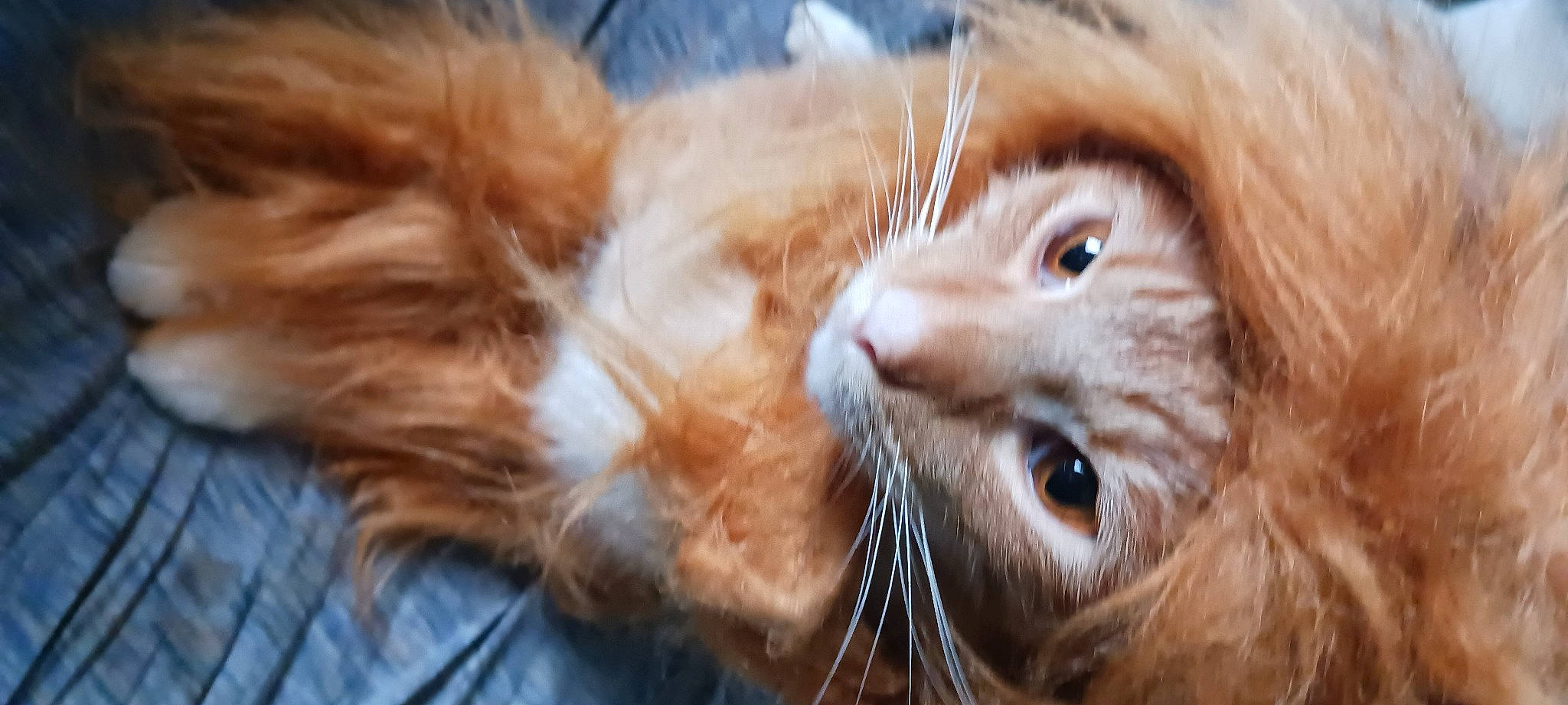 Oliver is registered to the contest to win money with this photo: carnivore, cat, claw, domestic_short_haired_cat, ear, eyelash, fang, fawn, felidae, fur, grass, small_to_medium_sized_cats, snout, terrestrial_animal, whiskers, wildlife