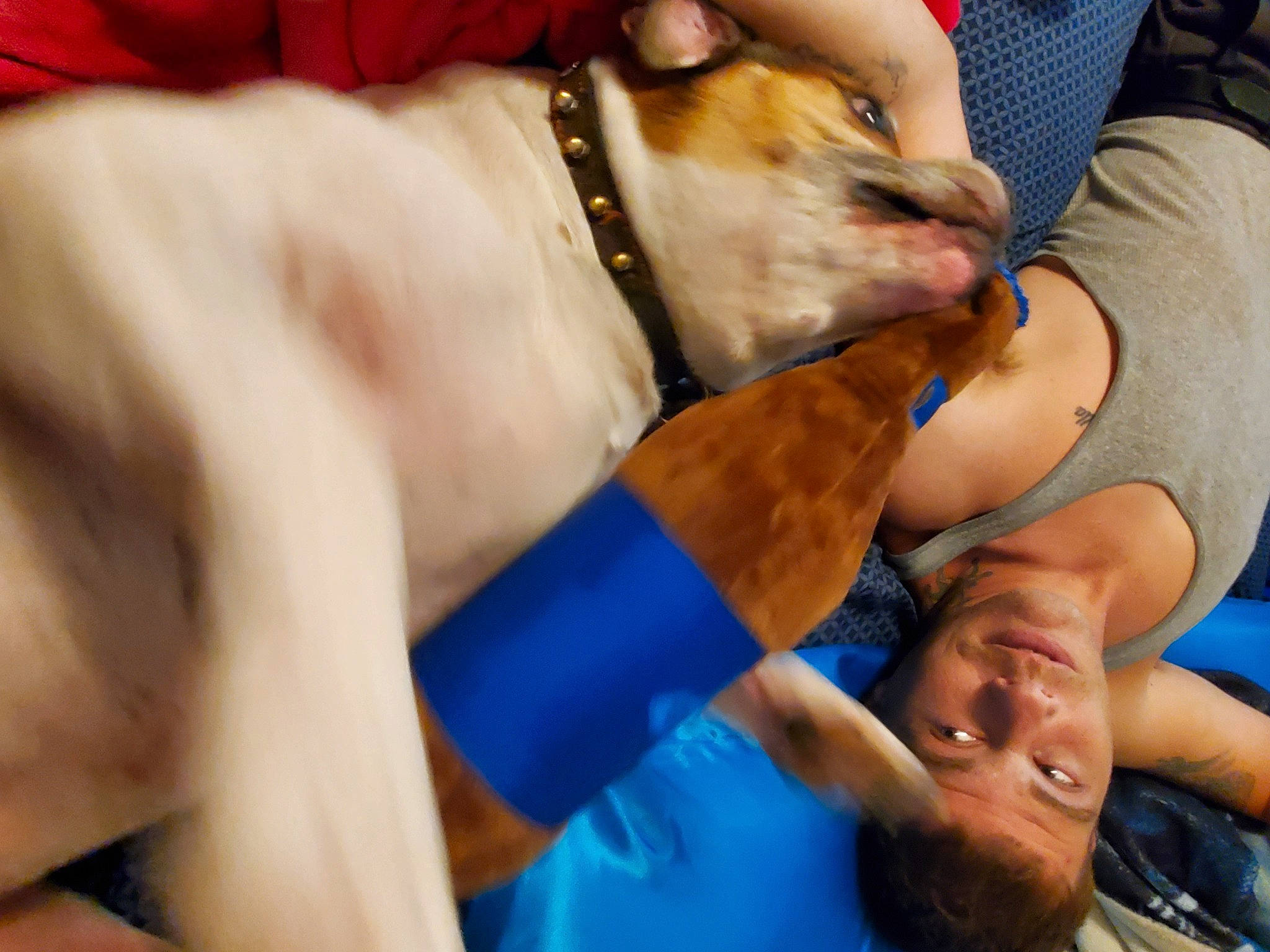 Tank is registered to the contest to win money with this photo: carnivore, chest, collar, comfort, companion_dog, dog, dog_breed, dog_collar, dog_supply, elbow, electric_blue, event, fawn, gesture, human_leg, knee, leash, sporting_group, thigh, wrist