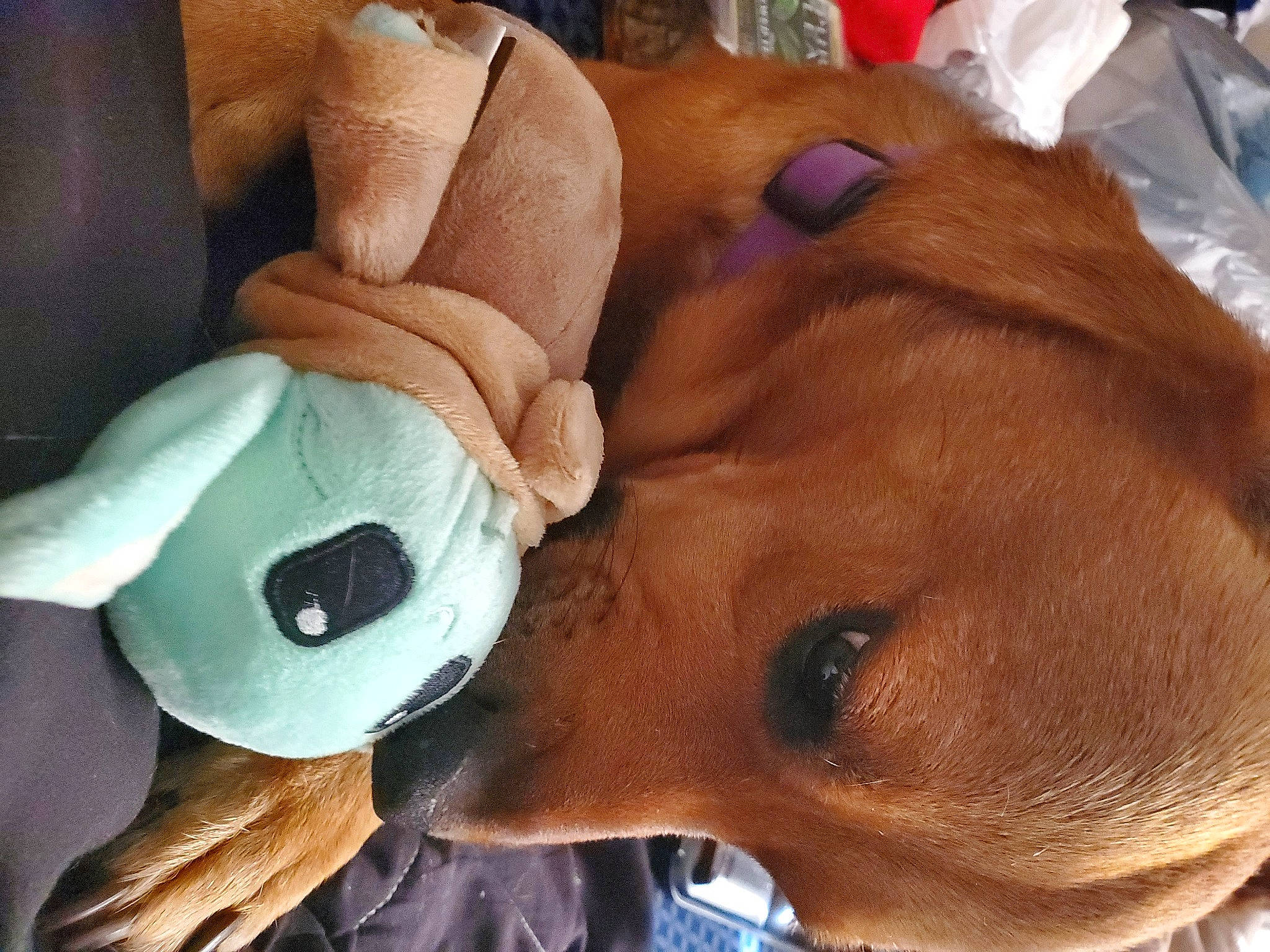 Precious joined the competition — help win amazing prizes! canidae, carnivore, comfort, companion_dog, dog, dog_breed, ear, fawn, fur, linens, liver, nose, plush, selfie, snout, sporting_group, stuffed_toy, toy, whiskers, working_animal