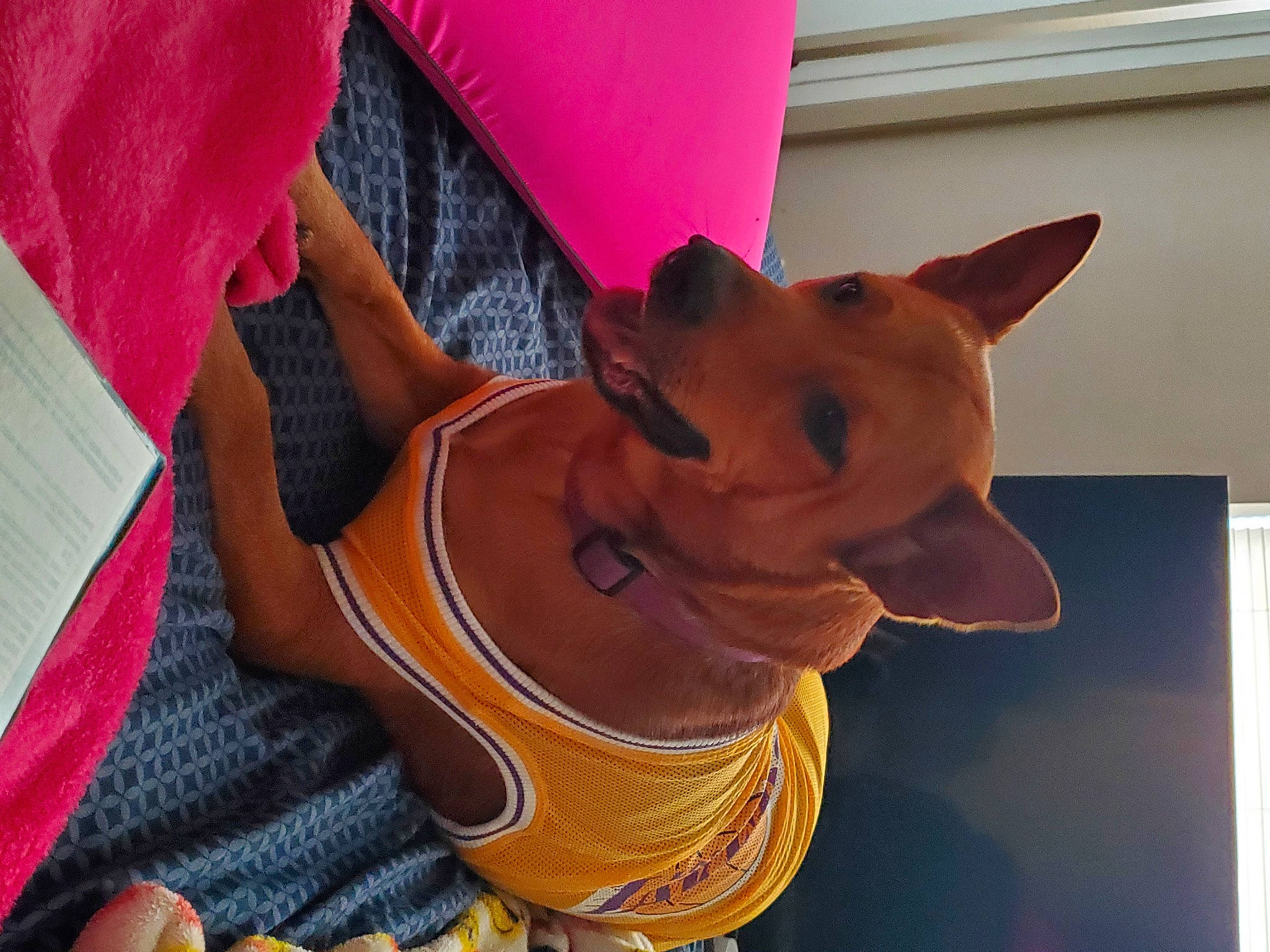 Precious is registered to the contest to win money with this photo: canidae, carmine, carnivore, comfort, companion_dog, dog, dog_breed, fashion_accessory, fawn, fur, human_leg, magenta, orange, peach, snout, tail, whiskers, window, wood, working_animal