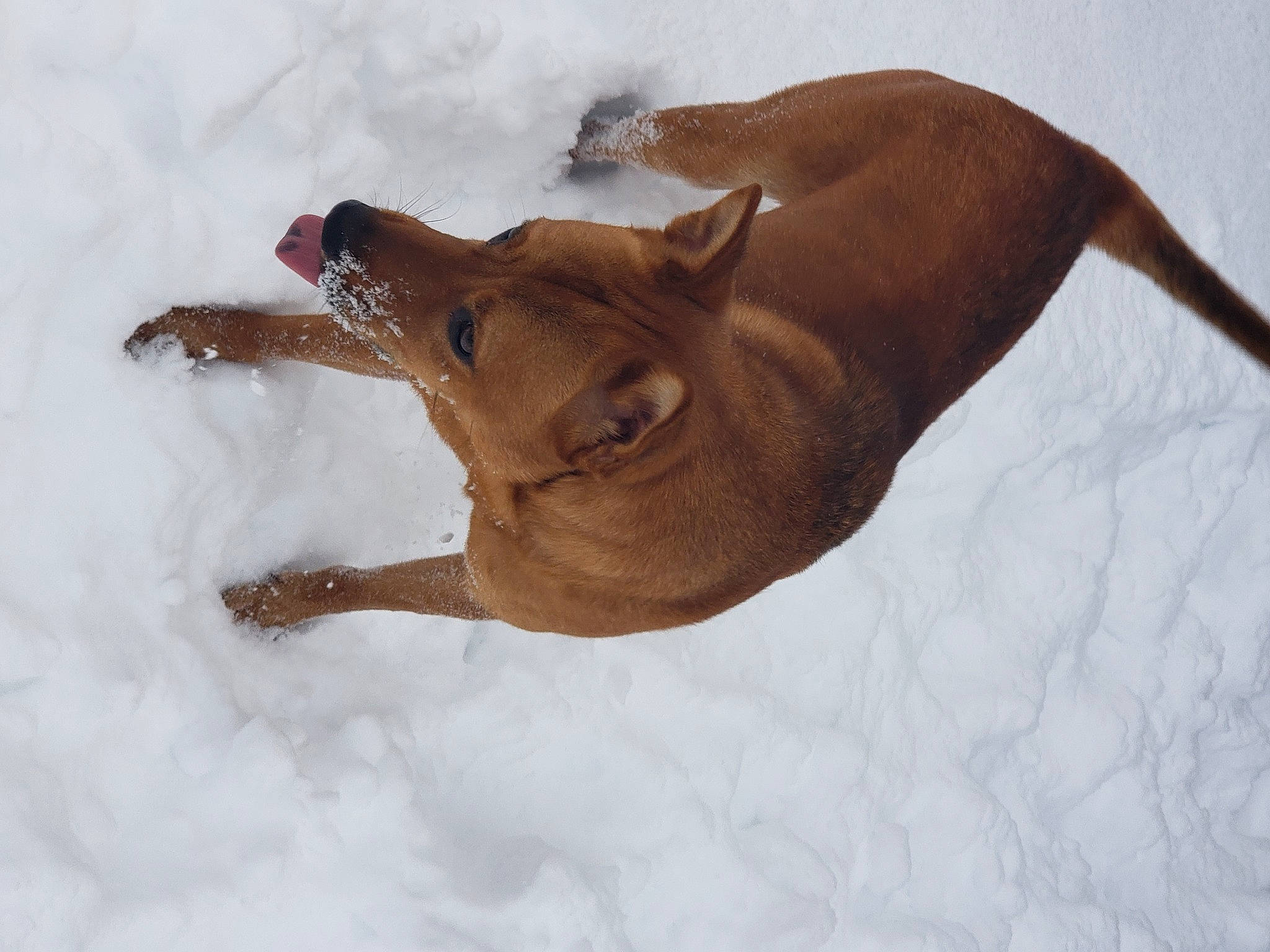 Precious joined the competition — help win amazing prizes! brown, canidae, carnivore, dog, dog_breed, fawn, freezing, liver, slope, snout, snow, sporting_group, tail, terrestrial_animal, wildlife, winter, working_animal