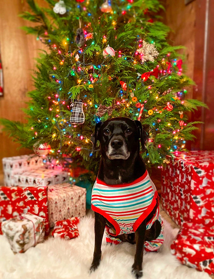 Charlie joined the competition — help win amazing prizes! carnivore, christmas, christmas_decoration, christmas_eve, christmas_ornament, christmas_tree, collar, companion_dog, dog, dog_breed, dog_clothes, dog_supply, event, holiday, holiday_ornament, interior_design, pet_supply, sporting_group, winter, working_animal