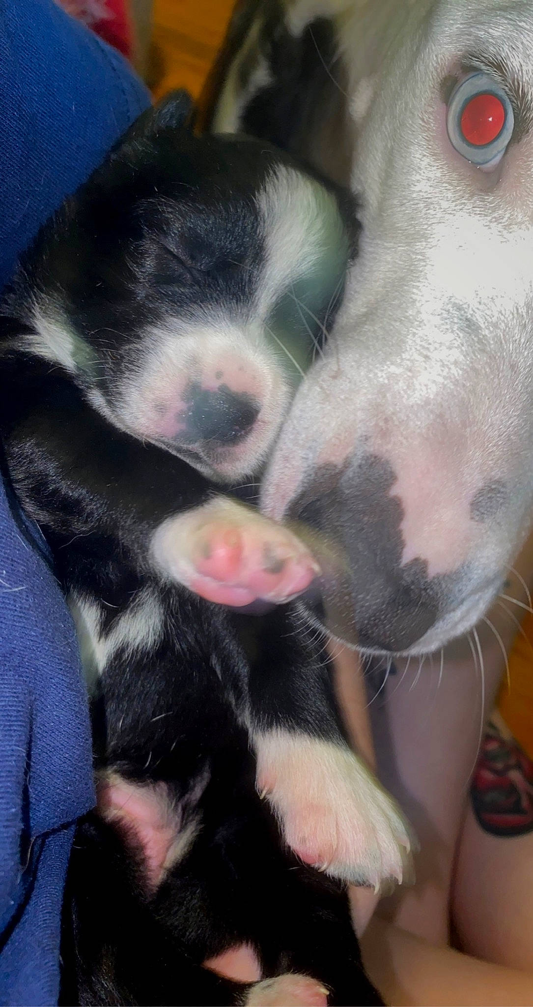 Clover joined the competition — help win amazing prizes! canidae, carnivore, claw, comfort, companion_dog, dog, dog_breed, foot, fur, gesture, jaw, nail, nose, paw, snout, sporting_group, terrestrial_animal, toe, whiskers, working_animal