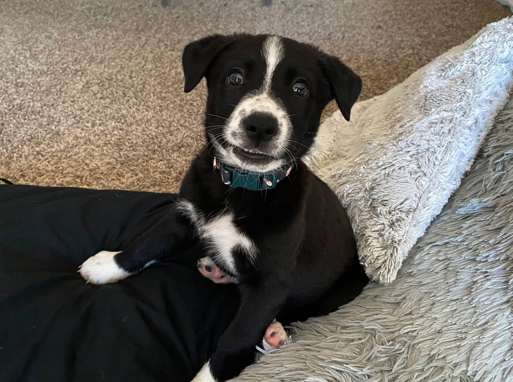 Clover joined the competition — help win amazing prizes! borador, canidae, carnivore, collar, comfort, companion_dog, dog, dog_breed, dog_collar, dog_supply, grey, non_sporting_group, snout, sporting_group, terrestrial_animal, whiskers, working_animal, working_dog