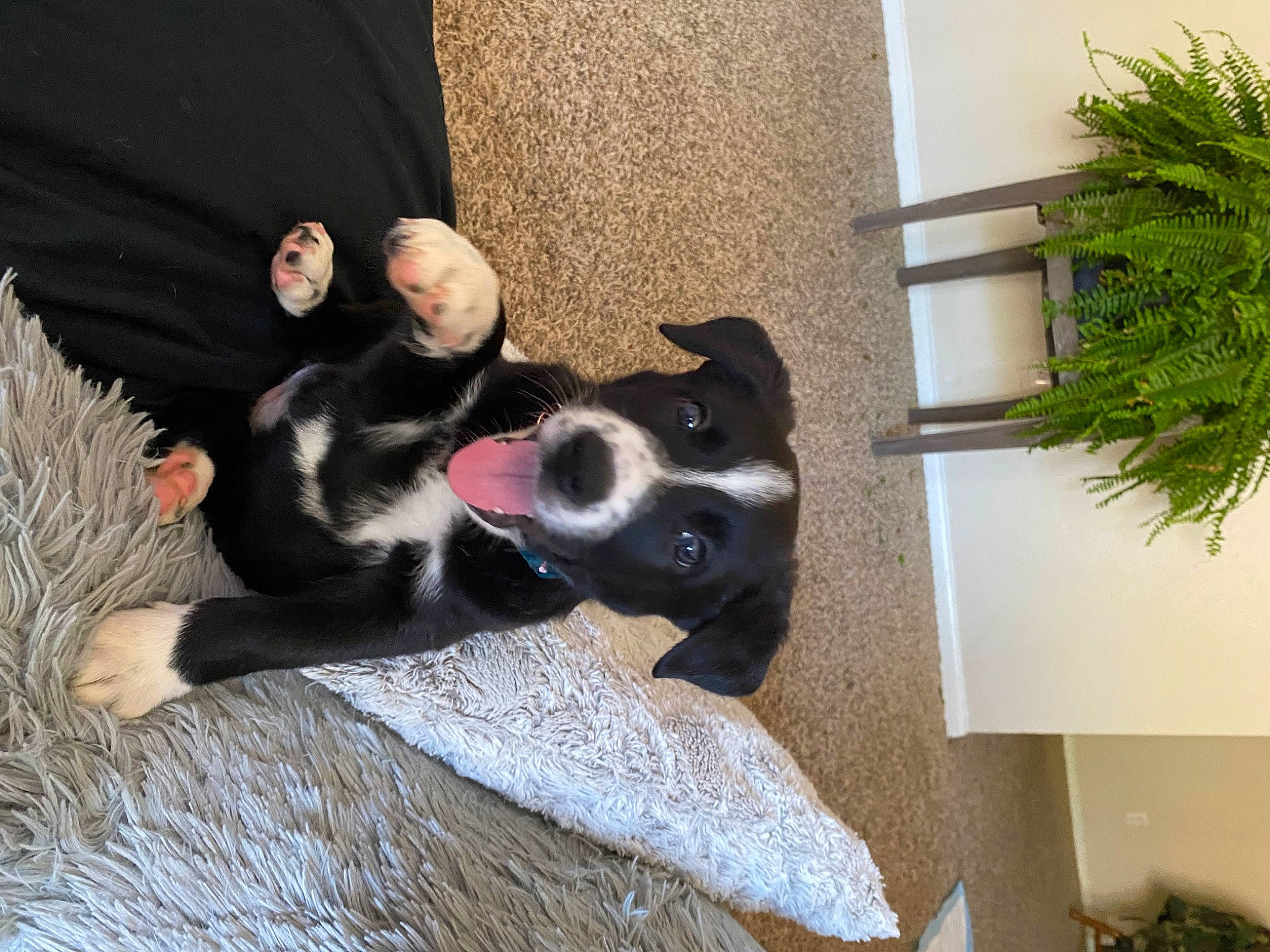 Clover joined the competition — help win amazing prizes! carnivore, comfort, companion_dog, dog, dog_breed, dog_supply, evergreen, fawn, flooring, flowerpot, fur, herb, houseplant, paw, plant, tail, whiskers, window, wood, working_animal