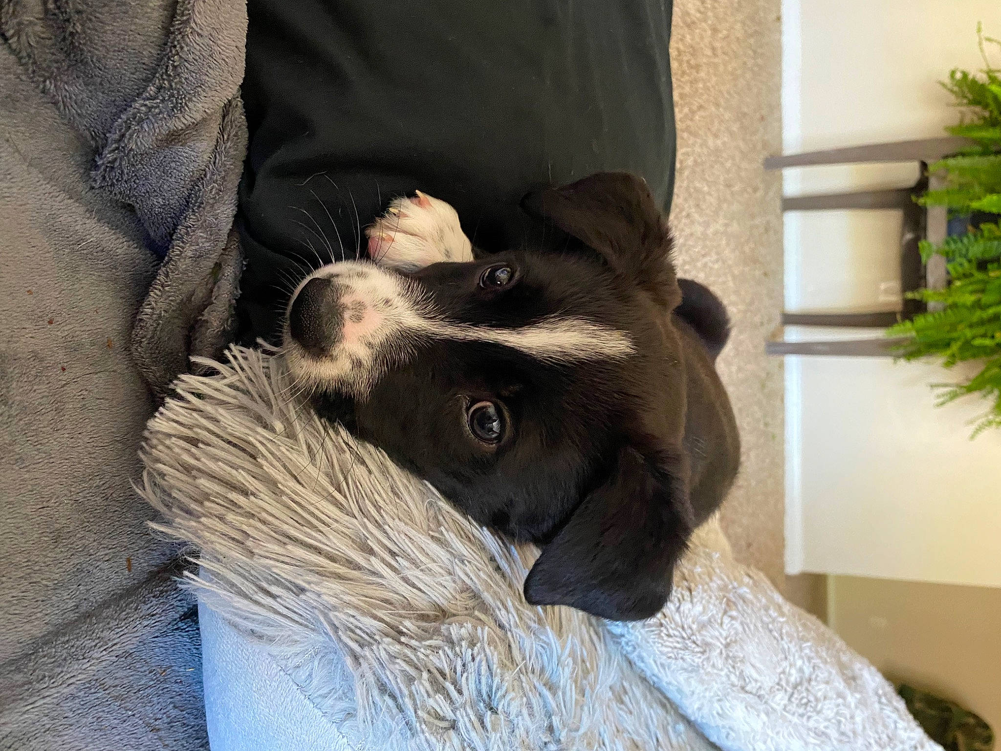 Clover joined the competition — help win amazing prizes! canidae, carnivore, comfort, companion_dog, dog, dog_breed, ear, fawn, flowerpot, fur, houseplant, liver, plant, selfie, small_to_medium_sized_cats, snout, sporting_group, terrestrial_animal, whiskers, working_animal