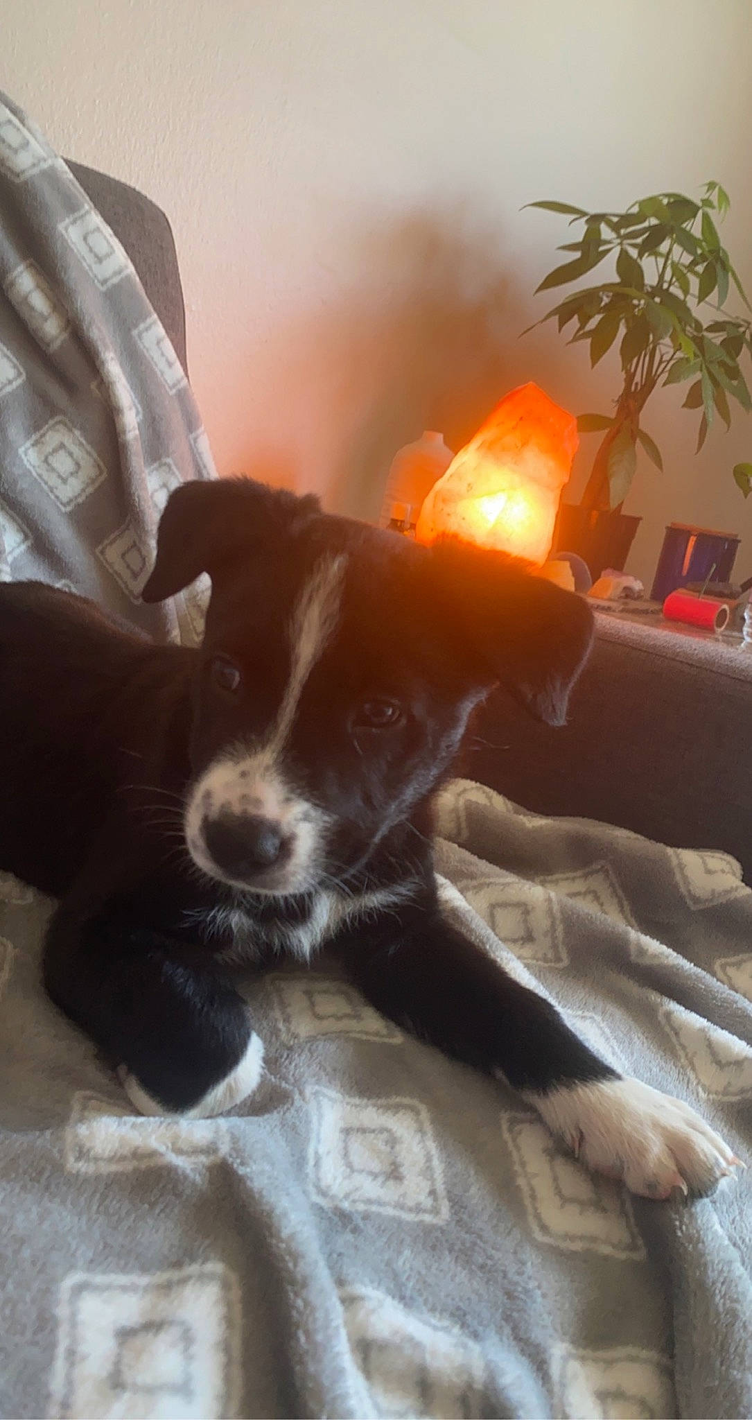 Clover joined the competition — help win amazing prizes! canidae, carnivore, comfort, companion_dog, couch, dog, dog_breed, fawn, flooring, fur, heat, houseplant, living_room, picture_frame, plant, sporting_group, tail, tints_and_shades, wood, working_animal