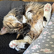 Willow is registered to the contest to win money with this photo: cat, tabby, sleeping, paw, pink_paw_pads, fluffy, fur, couch, fabric, floral_pattern, indoor, wooden_floor, relaxing, cozy, pet, domestic_animal, resting, closeup, cute, animal