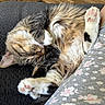 cat, tabby, sleeping, paw, pink_paw_pads, fluffy, fur, couch, fabric, floral_pattern, indoor, wooden_floor, relaxing, cozy, pet, domestic_animal, resting, closeup, cute, animal