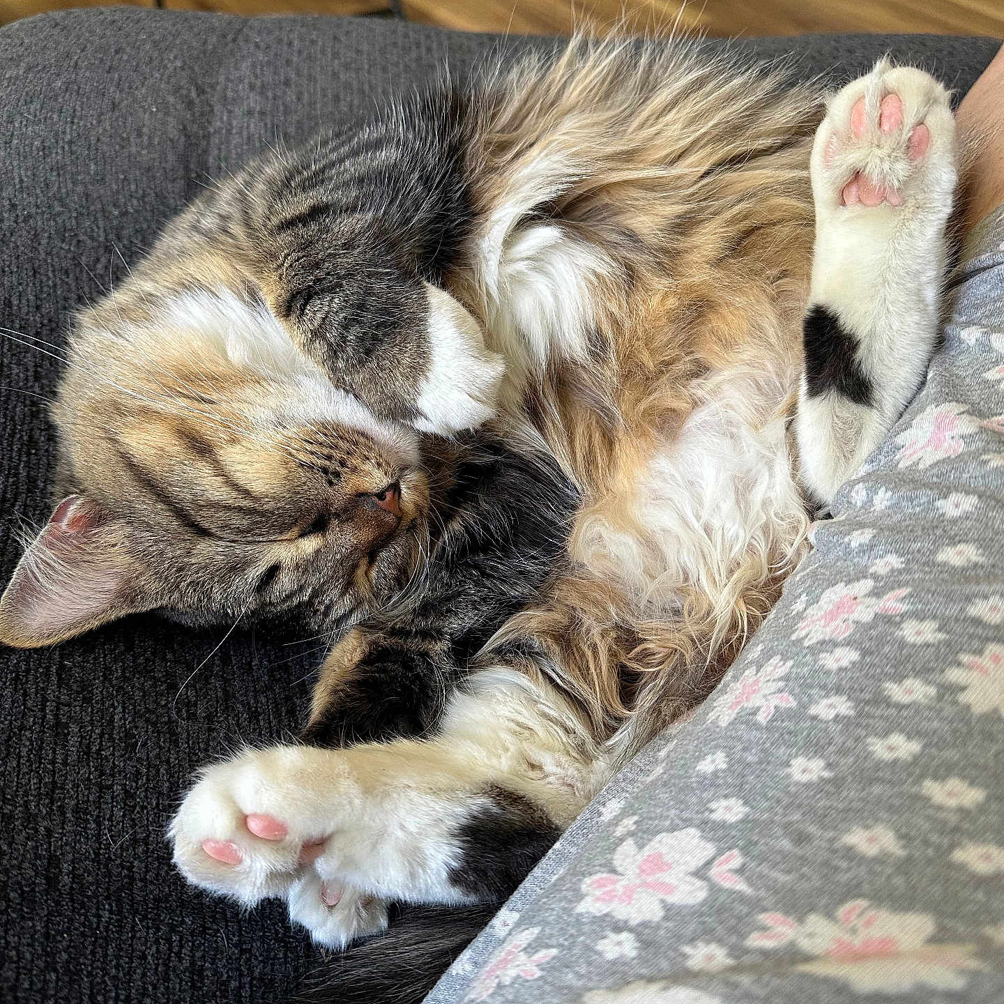 Willow is registered to the contest to win money with this photo: cat, tabby, sleeping, paw, pink_paw_pads, fluffy, fur, couch, fabric, floral_pattern, indoor, wooden_floor, relaxing, cozy, pet, domestic_animal, resting, closeup, cute, animal