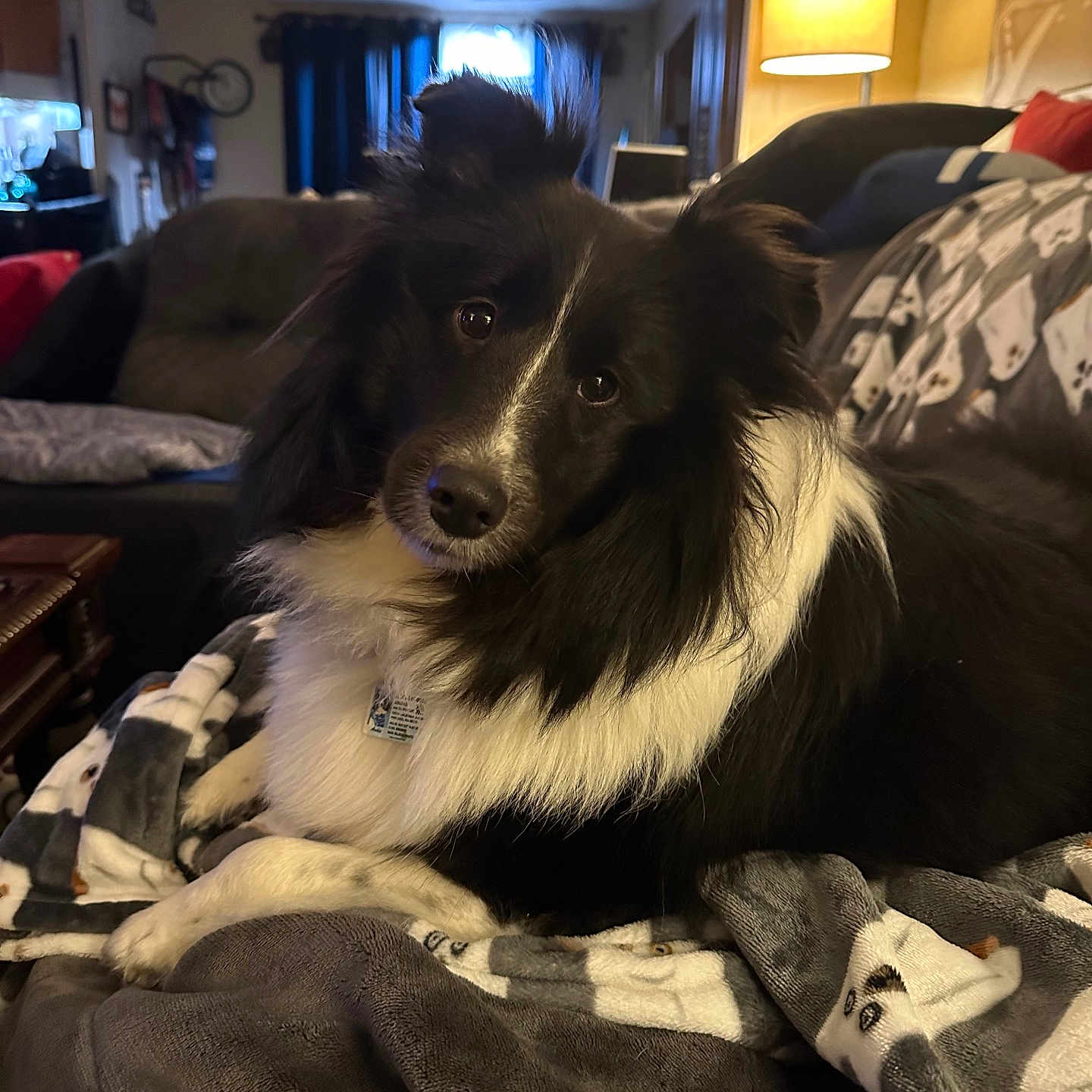 Archie is registered to the contest to win money with this photo: animal, black_and_white, blanket, border_collie, couch, cozy, curious, dog, ears, eyes, fur, furniture, home, indoor, lamp, living_room, nose, pet, portrait, relaxed
