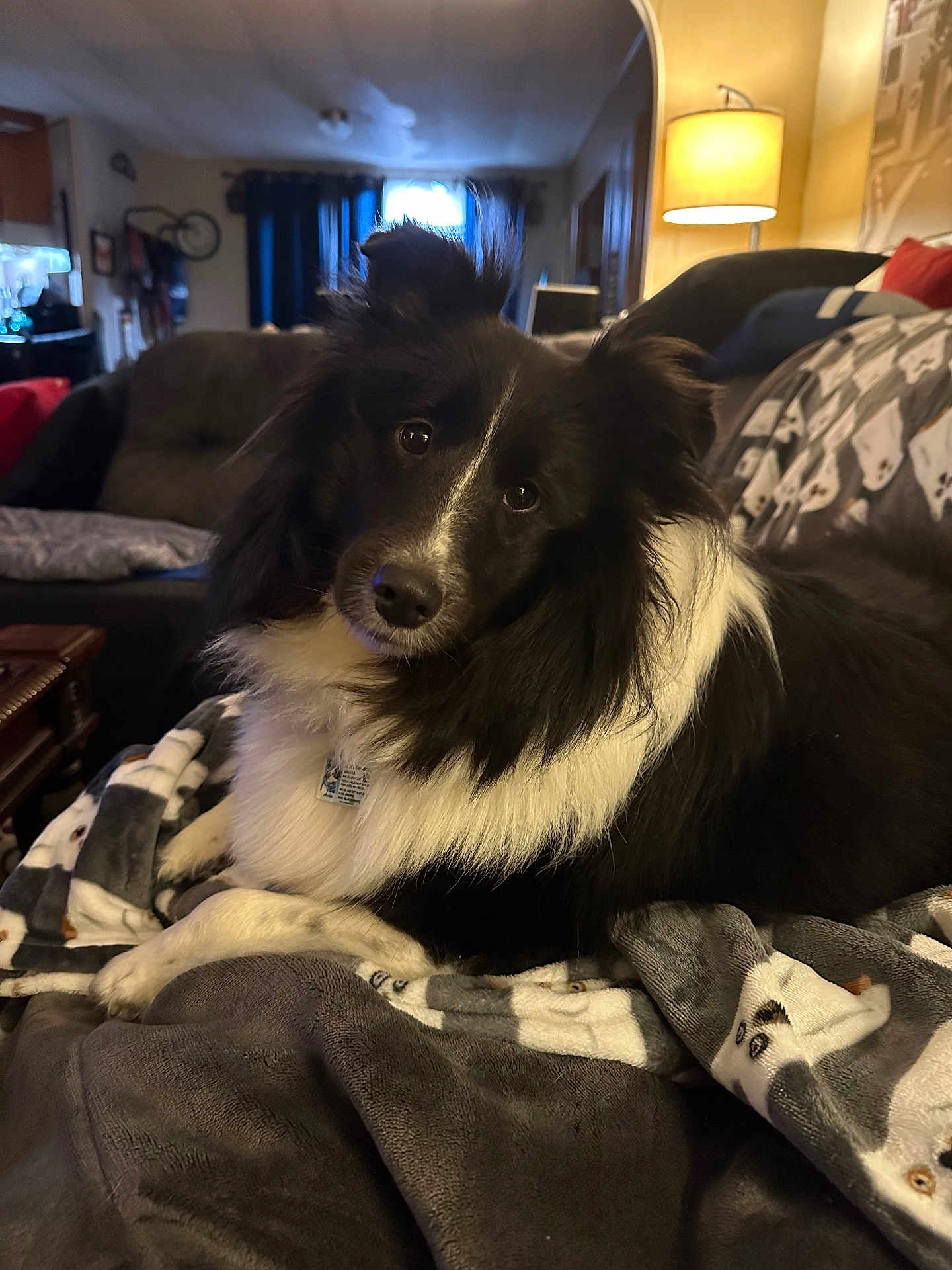 Archie