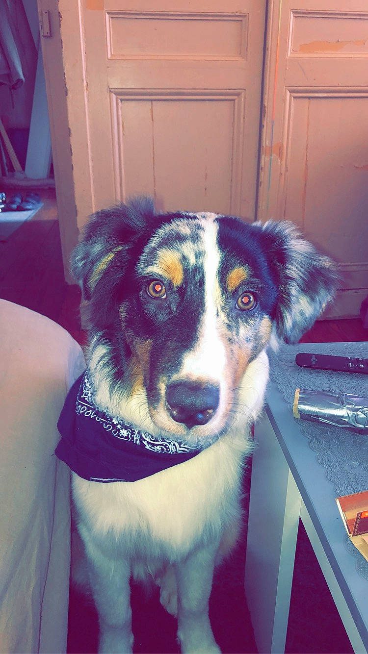 Wolfy participe au concours pour gagner de l'argent avec cette photo : australian_collie, australian_shepherd, basque_shepherd_dog, border_collie, canidae, carnivore, companion_dog, dog, dog_breed, english_shepherd, herding_dog, mammal, miniature_australian_shepherd, nose, rare_breed_dog, snout, sporting_group, vertebrate, welsh_sheepdog, working_dog