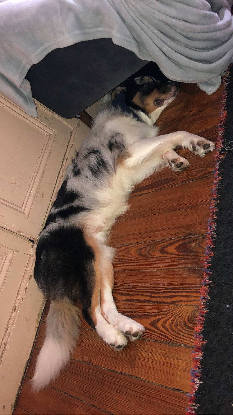 Wolfy a rejoint le concours — aidez-le/la à gagner de superbes lots ! australian_shepherd, border_collie, canidae, carnivore, companion_dog, dog, dog_breed, herding_dog, mammal, miniature_australian_shepherd, paw, sporting_group, stabyhoun, tail, working_dog