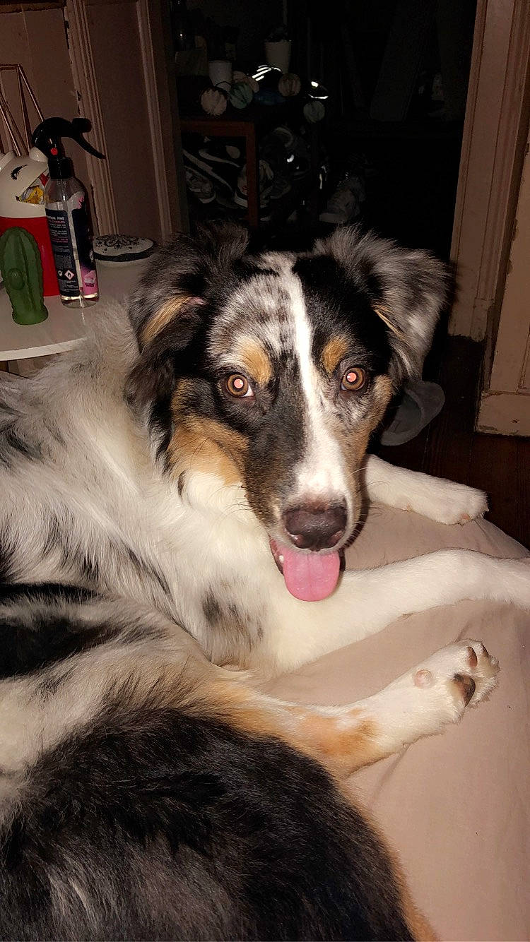 Wolfy a rejoint le concours — aidez-le/la à gagner de superbes lots ! australian_collie, australian_shepherd, border_collie, canidae, carnivore, companion_dog, dog, dog_breed, fur, herding_dog, koolie, mammal, miniature_australian_shepherd, rare_breed_dog, scotch_collie, smooth_collie, snout, stabyhoun, vertebrate, welsh_sheepdog