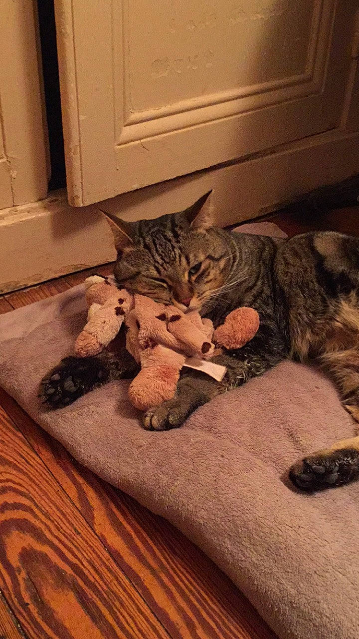 Haycelem a rejoint le concours — aidez-le/la à gagner de superbes lots ! american_shorthair, asian, carnivore, cat, domestic_short_haired_cat, dragon_li, european_shorthair, fawn, felidae, floor, fur, kitten, mammal, ocicat, paw, pixie_bob, small_to_medium_sized_cats, tabby_cat, tail, whiskers