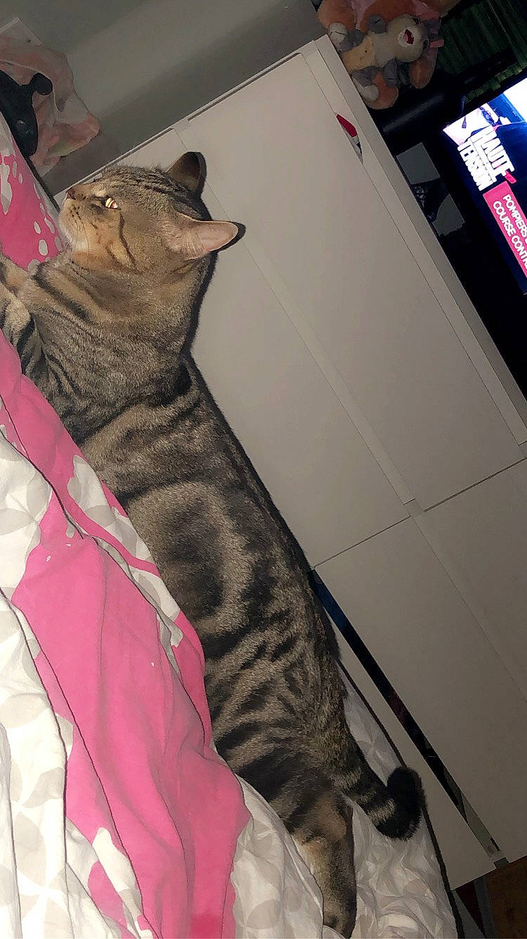 Haycelem a rejoint le concours — aidez-le/la à gagner de superbes lots ! american_shorthair, california_spangled, carnivore, cat, chausie, domestic_short_haired_cat, dragon_li, egyptian_mau, european_shorthair, felidae, fur, kitten, ocicat, pink, pixie_bob, savannah, small_to_medium_sized_cats, tabby_cat, whiskers