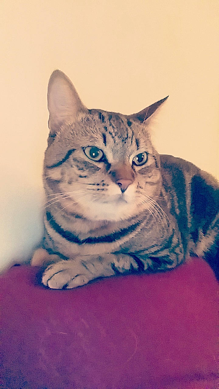 Haycelem a rejoint le concours — aidez-le/la à gagner de superbes lots ! aegean_cat, american_shorthair, american_wirehair, asian, australian_mist, california_spangled, carnivore, cat, domestic_short_haired_cat, dragon_li, egyptian_mau, european_shorthair, felidae, kitten, mammal, ocicat, small_to_medium_sized_cats, tabby_cat, vertebrate, whiskers