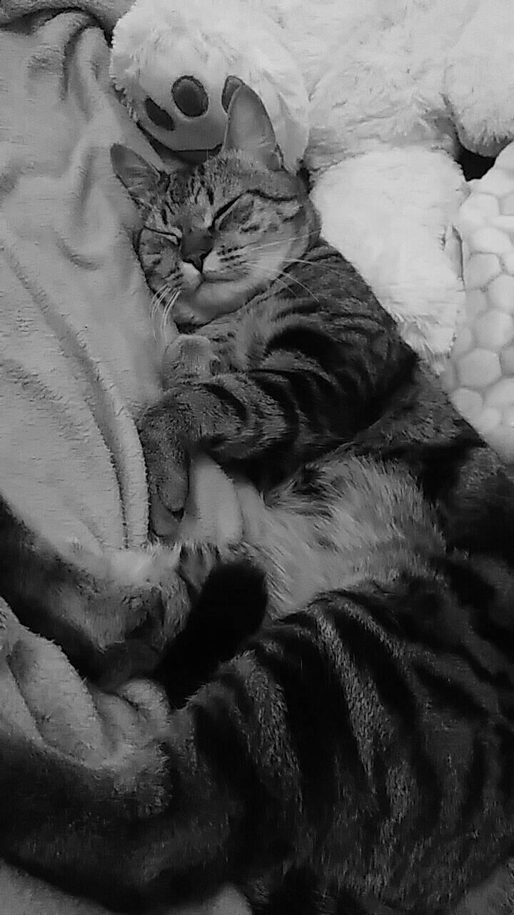 Haycelem participe au concours pour gagner de l'argent avec cette photo : asian, black, black_and_white, british_shorthair, carnivore, cat, domestic_short_haired_cat, dragon_li, european_shorthair, eye, felidae, fur, monochrome, monochrome_photography, photography, small_to_medium_sized_cats, snout, tabby_cat, whiskers, white