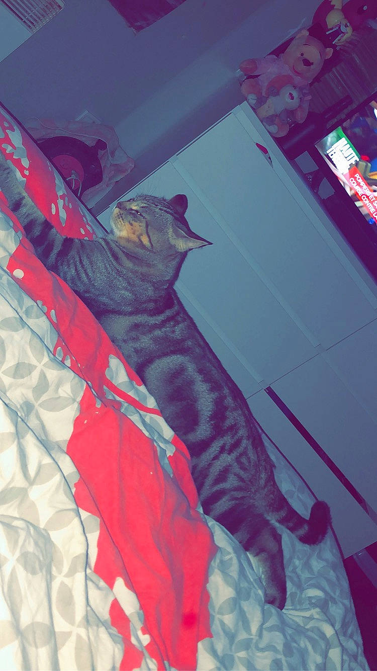 Haycelem a rejoint le concours — aidez-le/la à gagner de superbes lots ! carnivore, cat, felidae, kitten, linens, magenta, pink, red, room, small_to_medium_sized_cats, textile, whiskers