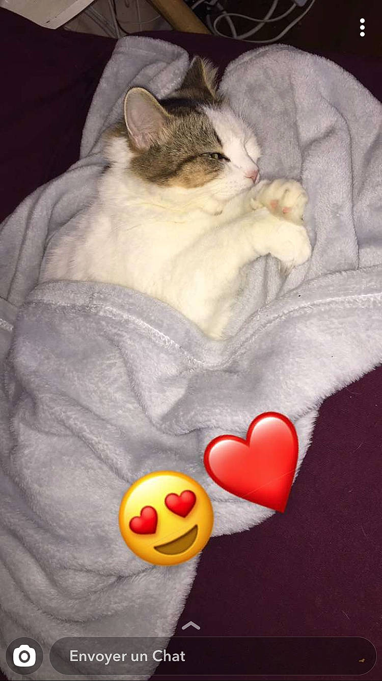 Zadygue a rejoint le concours — aidez-le/la à gagner de superbes lots ! asian, burmilla, carnivore, cat, claw, colorpoint_shorthair, domestic_short_haired_cat, european_shorthair, fawn, felidae, paw, polydactyl_cat, singapura, small_to_medium_sized_cats, whiskers