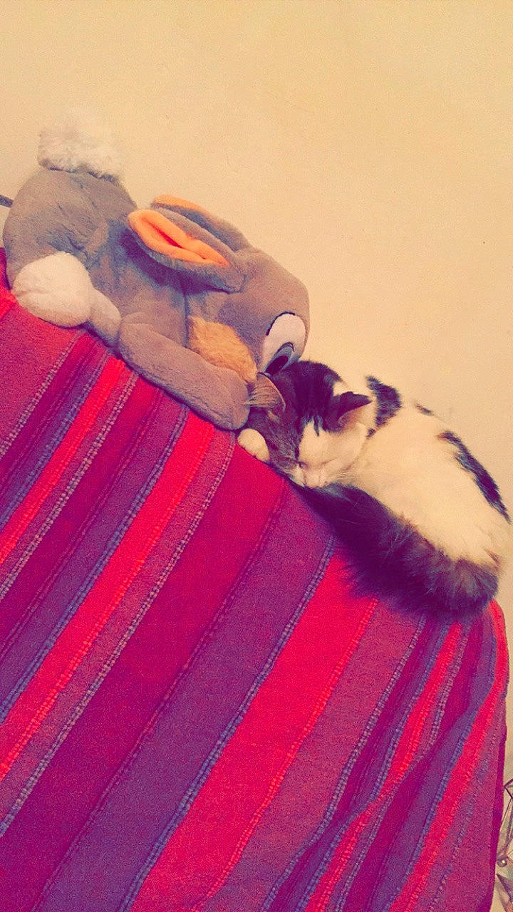 Zadygue participe au concours pour gagner de l'argent avec cette photo : fawn, fur, long_hair, pink, red, tail, textile