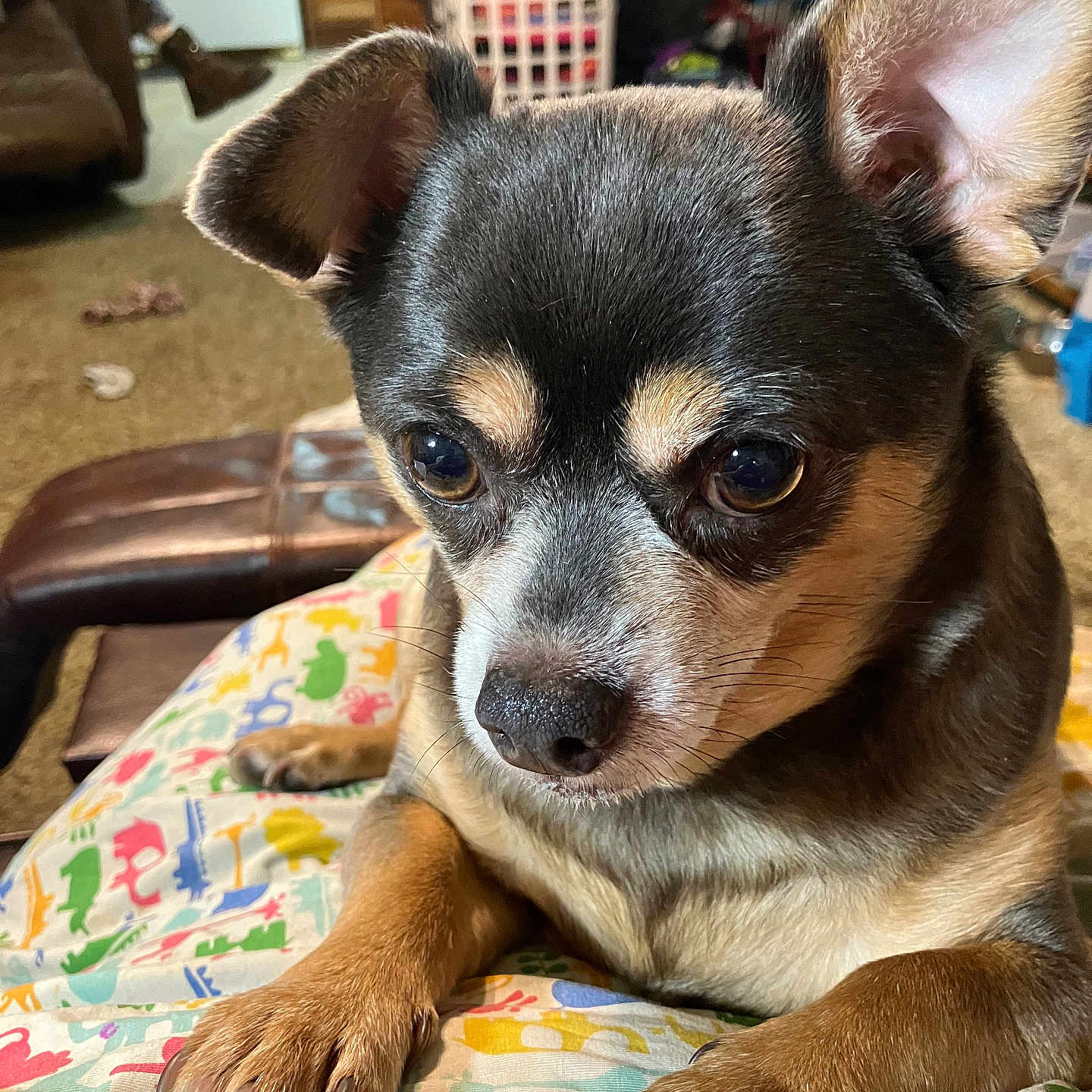 Chico Glenn joined the competition — help win amazing prizes! animal, black, blanket, brown, carpet, close_up, couch, cute, dog, ears, furniture, home, indoor, living_room, patterned_blanket, paws, person, pet, resting, small_dog