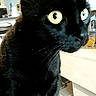 Skywi a rejoint le concours — aidez-le/la à gagner de superbes lots ! black_cat, bombay, cat, cat_like_mammal, domestic_short_haired_cat, fur, korat, small_to_medium_sized_cats, snout, whiskers