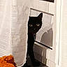 Skywi a rejoint le concours — aidez-le/la à gagner de superbes lots ! black, black_cat, carnivoran, cat, cat_like_mammal, domestic_short_haired_cat, floor, flooring, fur, kitten, mammal, small_to_medium_sized_cats, tail, whiskers, window