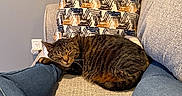 Muffin joined the competition — help win amazing prizes! cat, tabby_cat, sleeping, couch, cushion, jeans, leg, indoor, relaxation, cozy, furniture, resting, pet, animal, home, comfort, patterned_pillow, grey_wall, casual, domestic