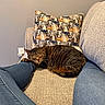 cat, tabby_cat, sleeping, couch, cushion, jeans, leg, indoor, relaxation, cozy, furniture, resting, pet, animal, home, comfort, patterned_pillow, grey_wall, casual, domestic