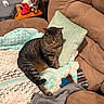 Muffin joined the competition — help win amazing prizes! cat, tabby_cat, blanket, crochet, pillow, recliner, couch, remote_control, game_controller, living_room, furniture, pet, indoor, striped, relaxed, cozy, brown, green_pillow, plush, seated