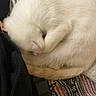cat, white_cat, sleeping, curled_up, fur, pet, domestic_animal, cozy, resting, indoor, patterned_fabric, striped, black_object, cute, animal, feline, relaxation, quiet, soft, nap