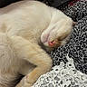 cat, sleeping, cream_colored, fur, remote_control, couch, patterned_fabric, leopard_print, lace, cozy, pet, indoor, resting, cute, nap, whiskers, pink_nose, paw, relaxation, soft