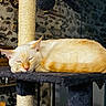 cat, sleeping, cat_tree, indoor, feline, resting, orange_cat, cream_cat, plush, furniture, stone_wall, wooden_shelf, cozy, pet, domestic_animal, relaxation, fur, animal, quiet, home